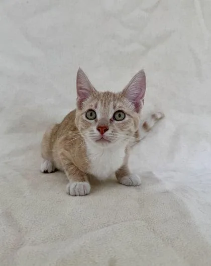 A young medium-sized male Domestic Short Hair cat named Kizo for adoption in Buffalo, MN