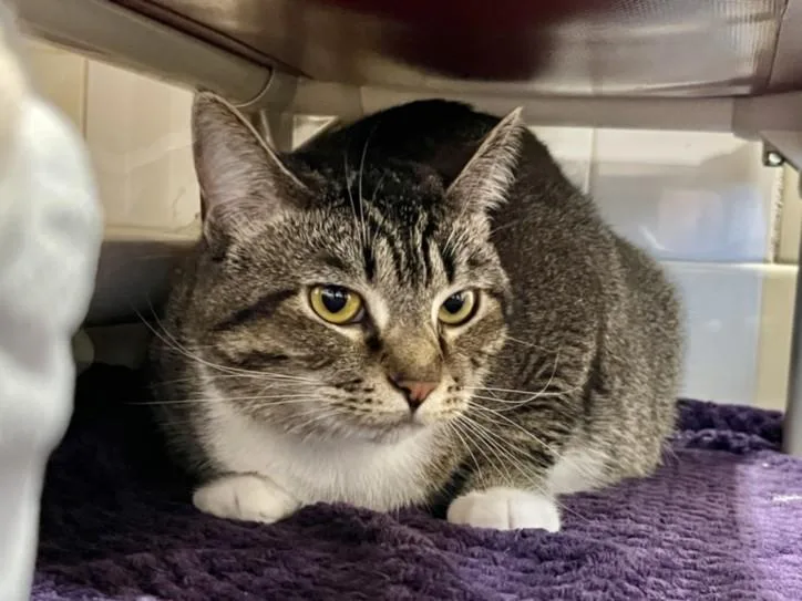 A young large-sized female Domestic Short Hair cat named Freya for adoption in Chapel Hill, NC