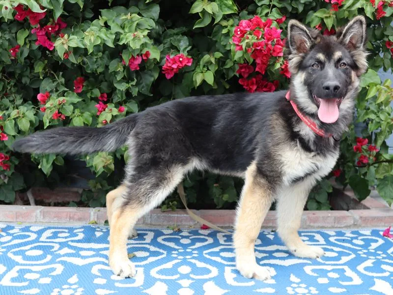 A baby large-sized male Black German Shepherd Dog dog named Petey Von Petersburg for adoption in Los Angeles, CA