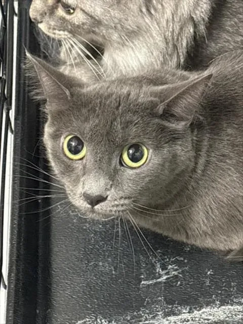 Pixel