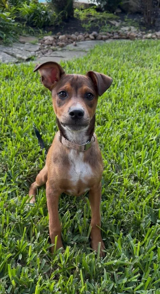 A baby medium-sized male Brown / Chocolate Manchester Terrier dog named Lyndon for adoption in Alvin, TX