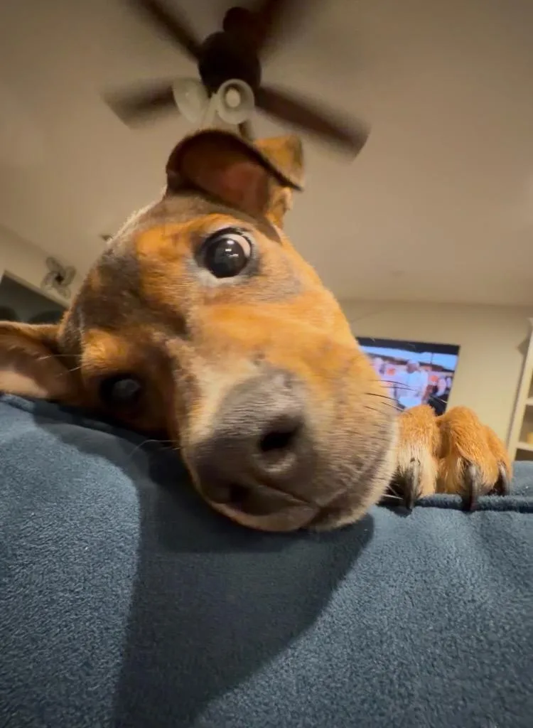 Lyndon thumbnail 3