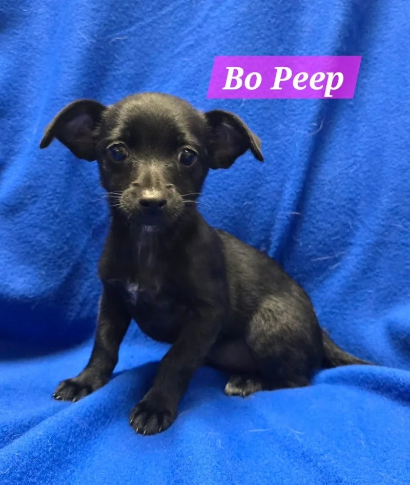 A baby small-sized female Terrier dog named Bo Peep for adoption in Modesto, CA