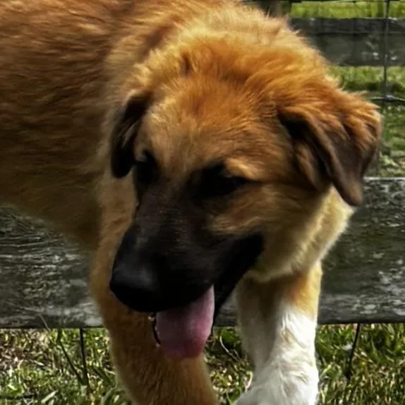 A baby large-sized male German Shepherd Dog dog named Stud for adoption in Liverpool, TX