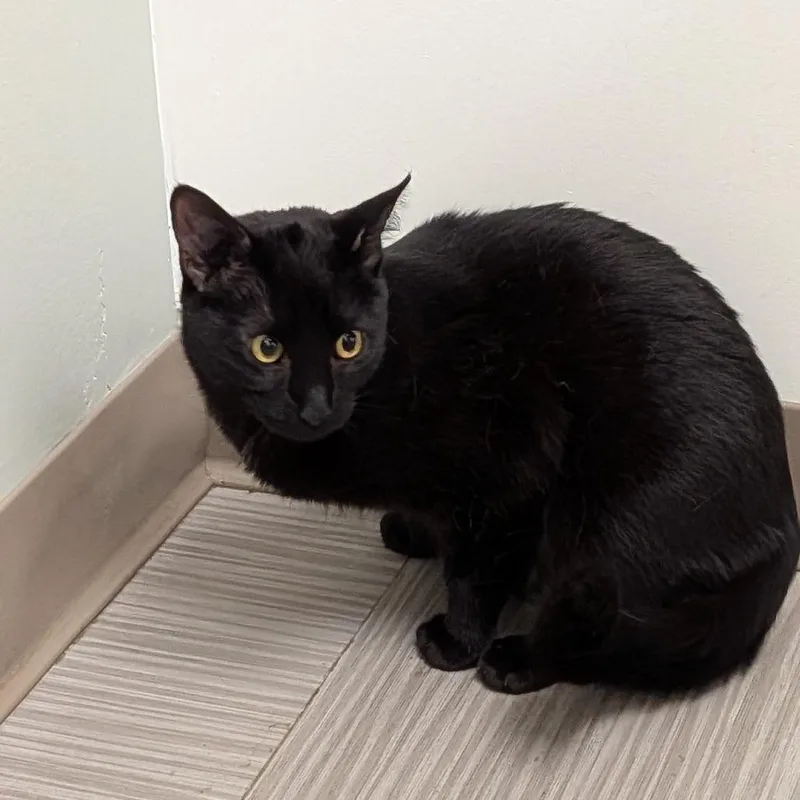 A young small-sized male Black Domestic Short Hair cat named Sal for adoption in Wakefield, MA