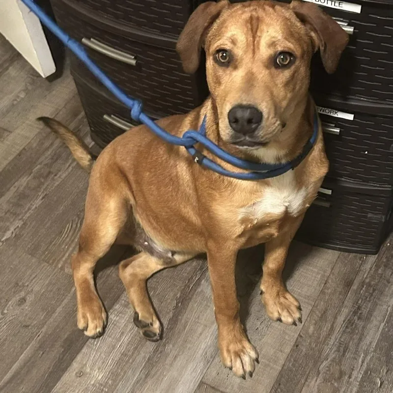 A young medium-sized male Yellow / Tan / Blond / Fawn Mixed Breed dog named Benny for adoption in Sequatchie, TN