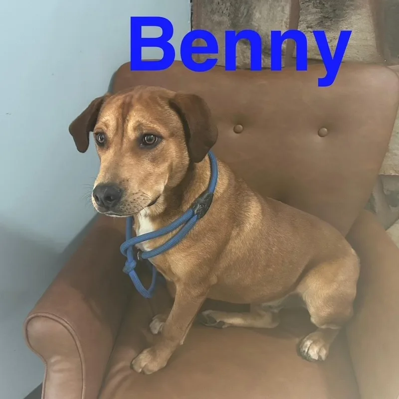 Benny thumbnail 5