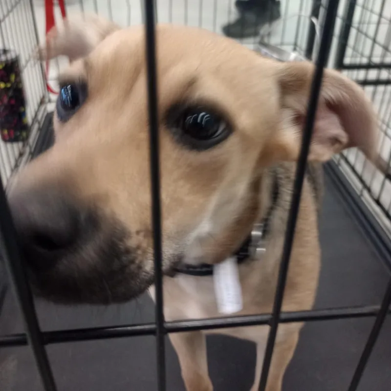 A baby small-sized female Yellow / Tan / Blond / Fawn Mixed Breed dog named Iris for adoption in Galveston, TX