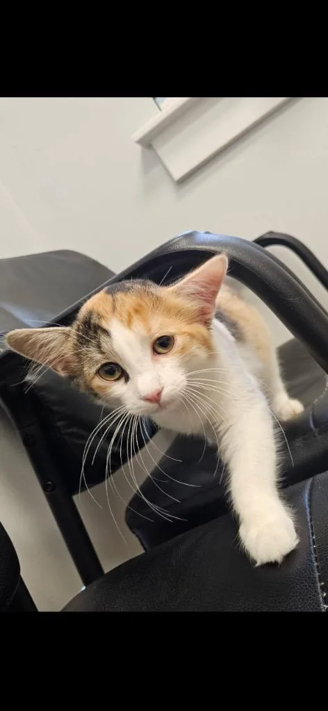 A baby large-sized female Domestic Short Hair cat named Cherry for adoption in warrenville, SC