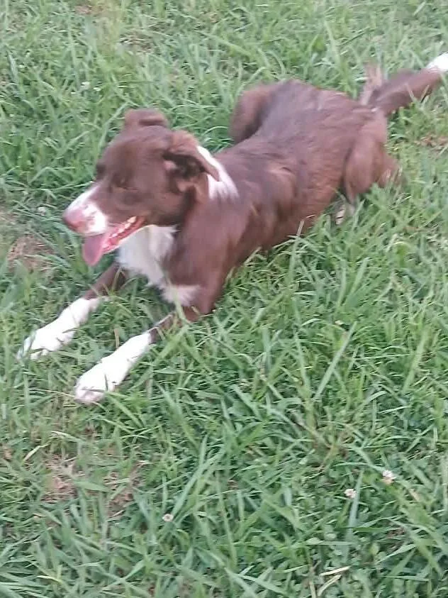 An adult medium-sized female Brown / Chocolate Border Collie dog named Callie for adoption in Watertown, CT