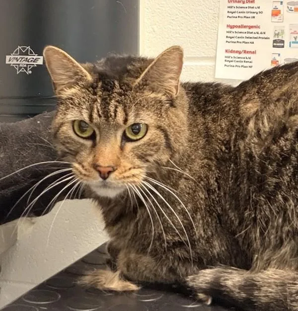 An adult small-sized female Domestic Short Hair cat named Harley for adoption in Golden, CO