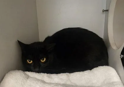 An adult medium-sized female Black Domestic Short Hair cat named Zoomie for adoption in Phoenixville, PA