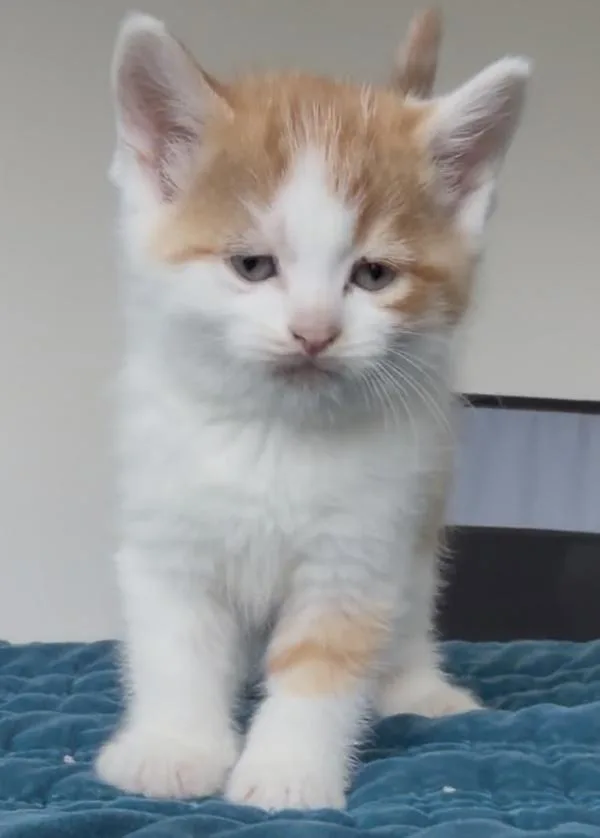 A baby small-sized male Domestic Short Hair cat named Johnny for adoption in Healdsburg, CA