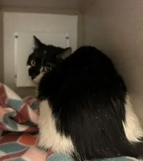 An adult medium-sized male Black Domestic Short Hair cat named Wilder for adoption in Mason City, IA