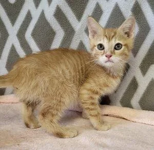 A young medium-sized male Domestic Short Hair cat named Otis for adoption in Bucyrus, OH
