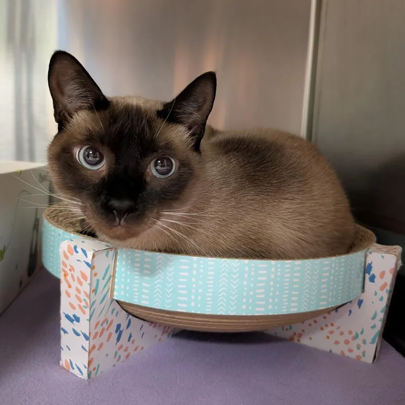 Purrstephanie