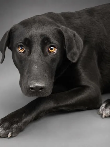 An adult large-sized female Labrador Retriever dog named Lulu for adoption in Bowling Green, KY