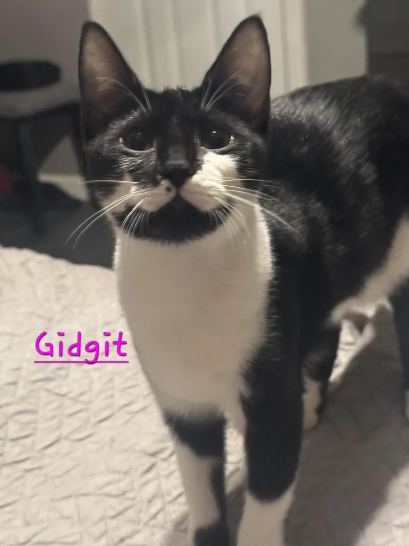 A baby medium-sized female White Domestic Short Hair cat named Gidgit for adoption in Shrewsbury, MA