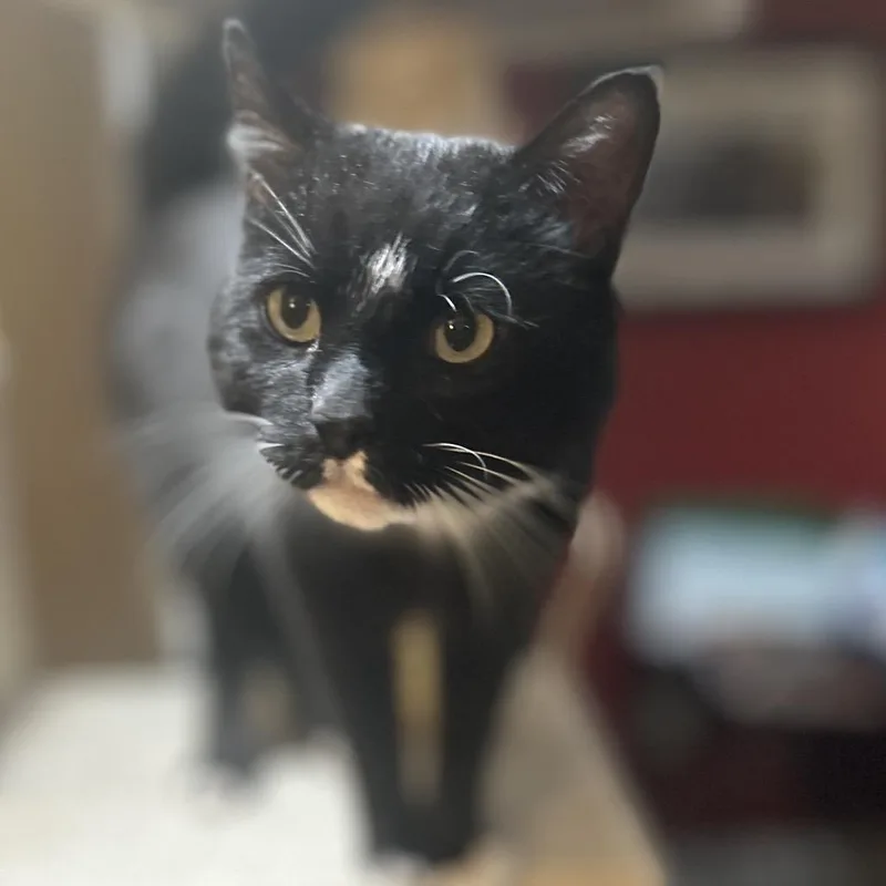 An adult small-sized male Black Domestic Short Hair cat named Artemis for adoption in Philadelphia, PA