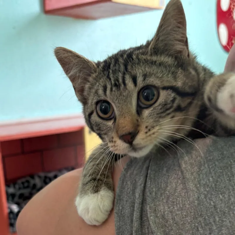 A baby small-sized female Brown / Chocolate Domestic Short Hair cat named Lucy for adoption in West Des Moines, IA