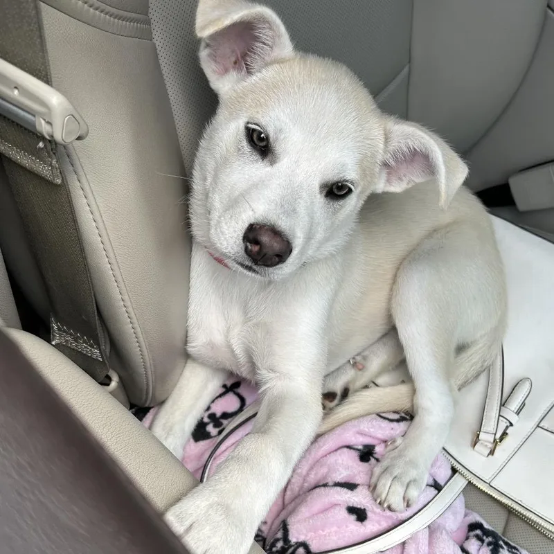 A baby medium-sized female Yellow / Tan / Blond / Fawn Mixed Breed dog named Amaretto for adoption in Galveston, TX