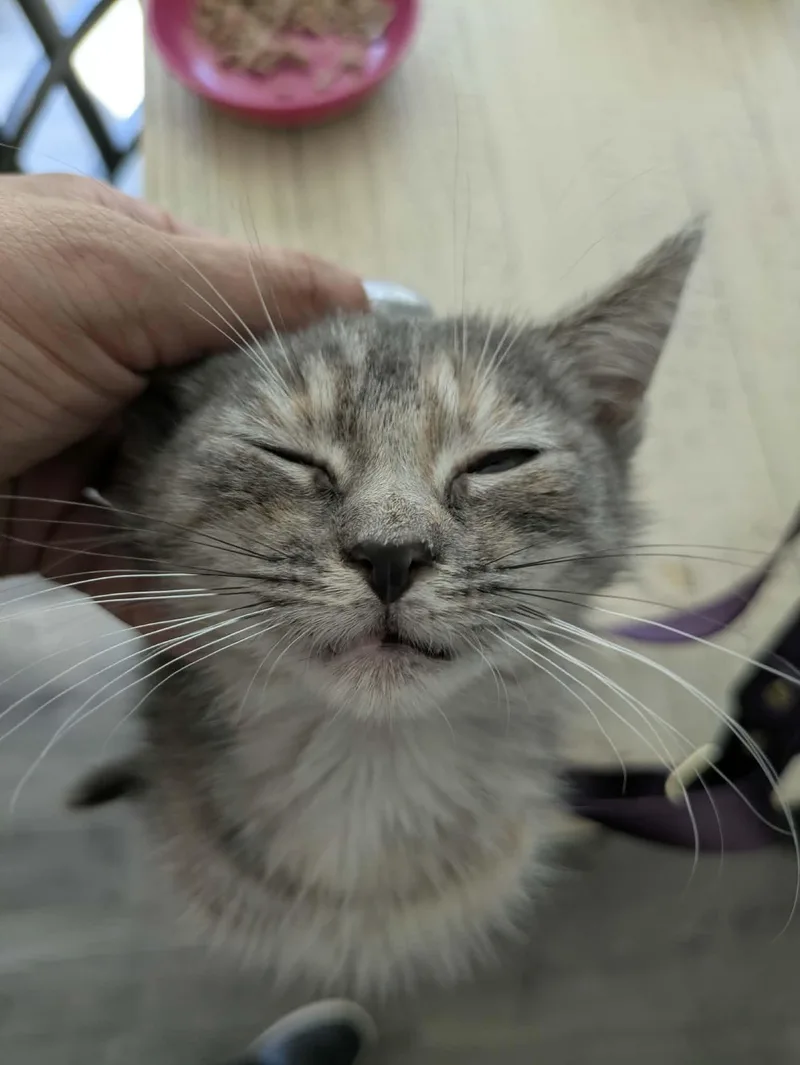 A baby medium-sized female Torbie Domestic Short Hair cat named Gia for adoption in Richmond, VA