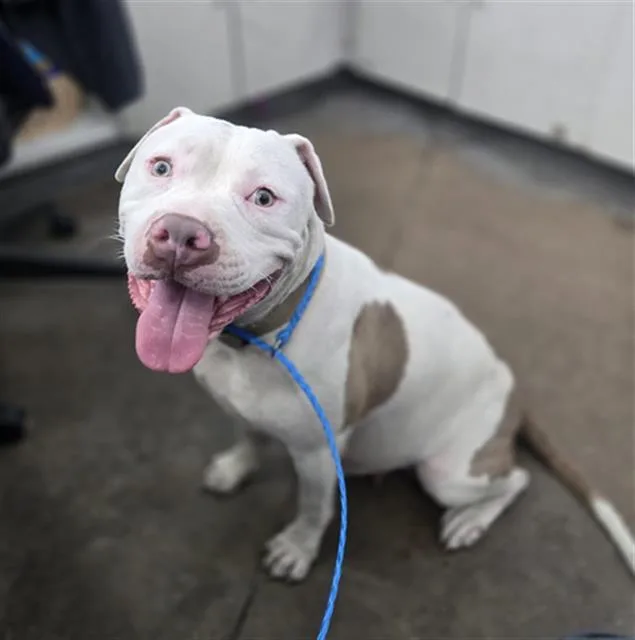 An adult large-sized female Mixed Breed dog named Milkshake for adoption in Dallas, TX