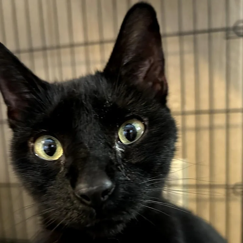 An adult medium-sized female Black Domestic Short Hair cat named Binx for adoption in Marion, IL