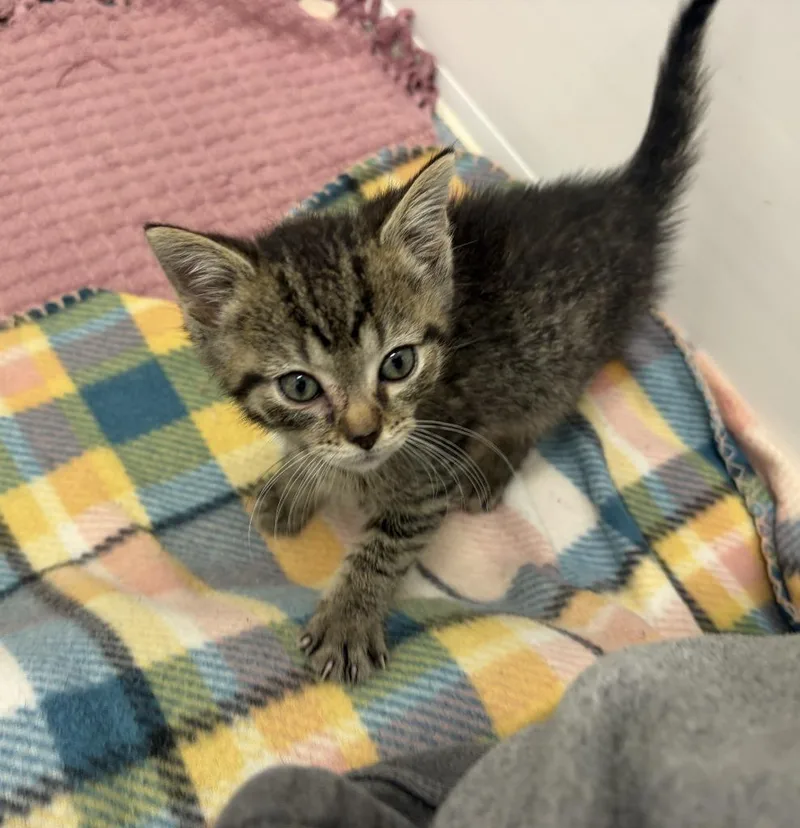 A baby medium-sized male Domestic Short Hair cat named Matt Donovan for adoption in Portland, IN