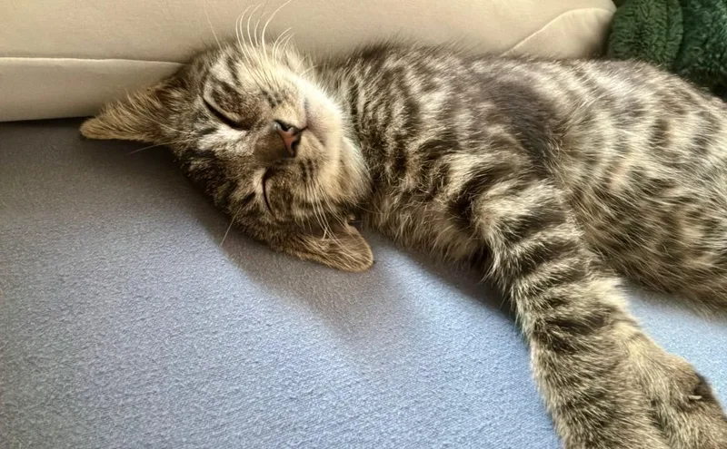 A baby medium-sized male Tabby (Brown / Chocolate) Domestic Short Hair cat named Milagro for adoption in Irvine, CA