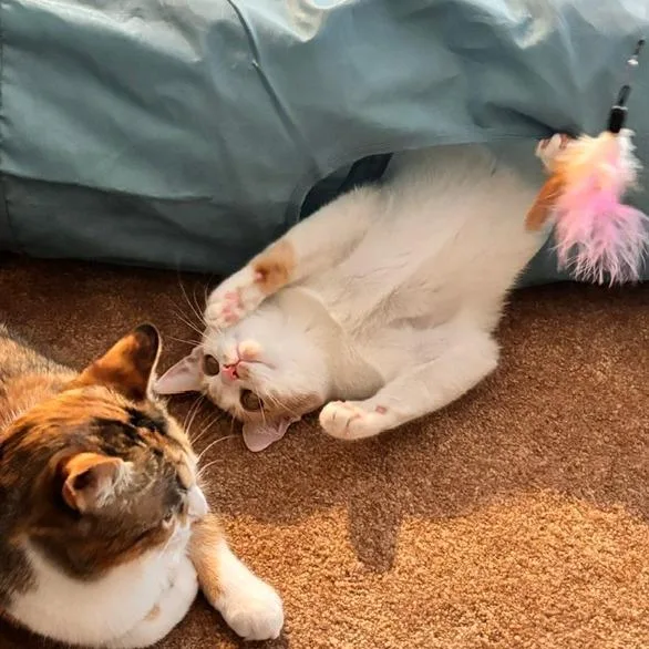 A young medium-sized female White Domestic Short Hair cat named Buttercup for adoption in Wakefield, MA