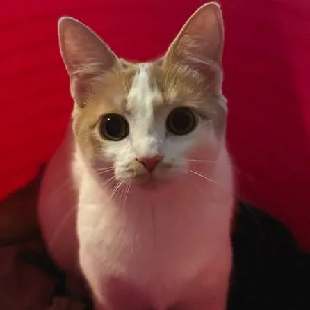 Buttercup thumbnail 5