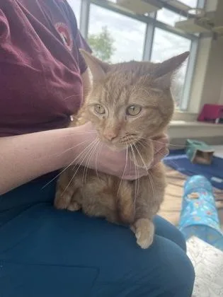 An adult small-sized male Domestic Short Hair cat named Gus for adoption in Westland, MI