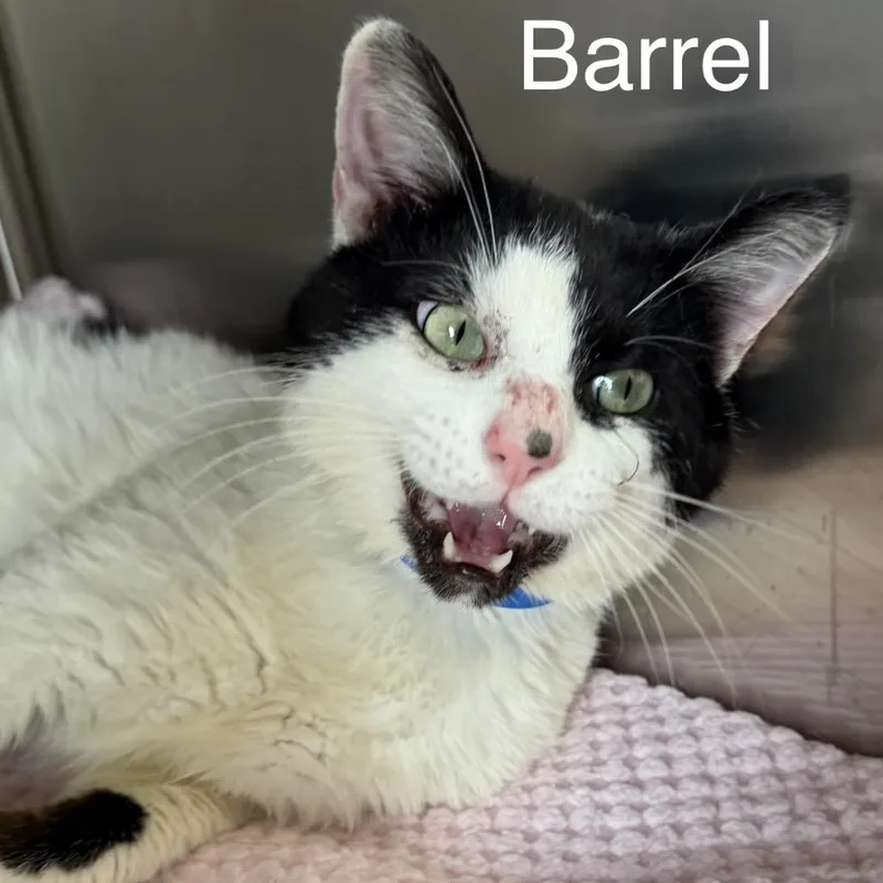 An adult small-sized male Domestic Short Hair cat named Barrel for adoption in Knoxville, TN