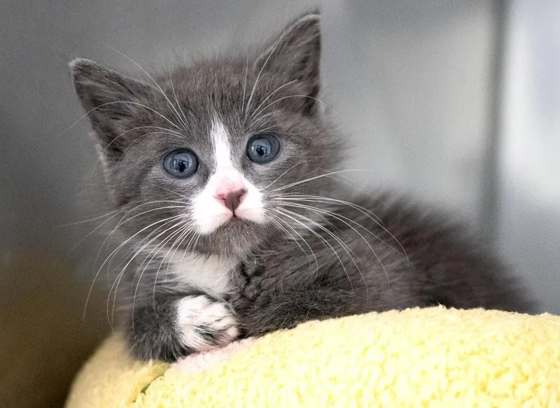 A baby small-sized female Gray & White Domestic Short Hair cat named Nora for adoption in Monroe, GA
