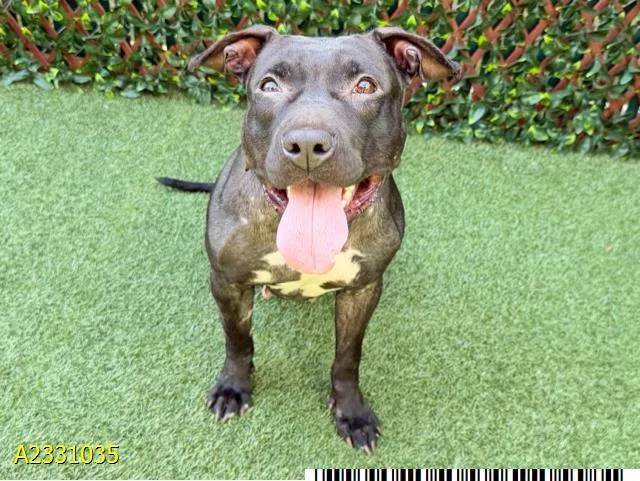A young medium-sized female Mixed Breed dog named April for adoption in West Palm Beach, FL