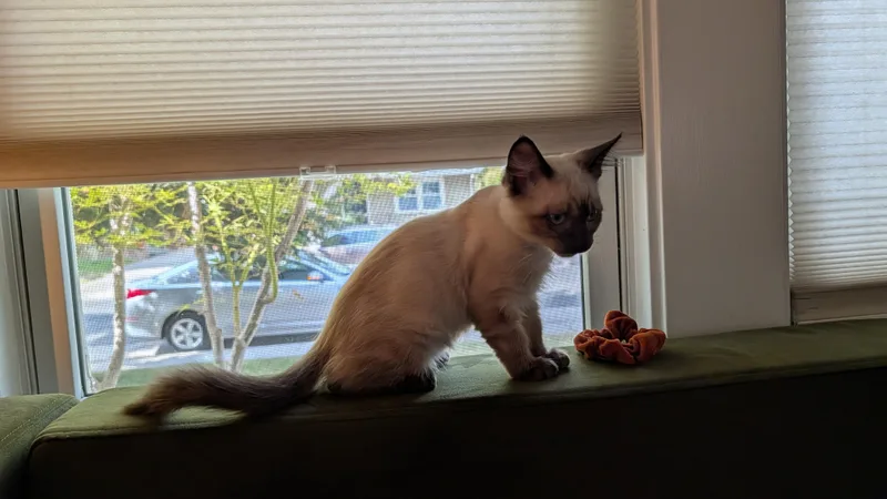 A baby medium-sized male Siamese cat named Bolin for adoption in Davis, CA