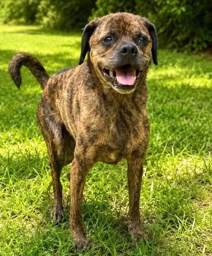 An adult large-sized male Terrier dog named Toby for adoption in Palm Coast, FL