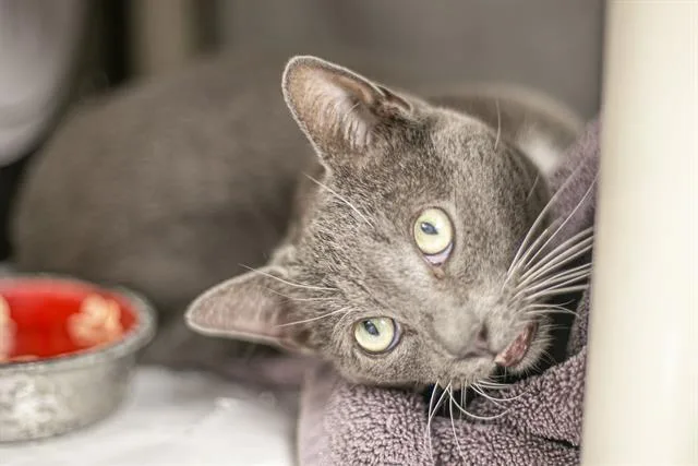 An adult medium-sized male Domestic Medium Hair cat named Hudson for adoption in Charlotte, NC