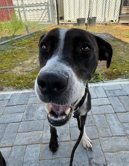 An adult large-sized female Mixed Breed dog named Tinka for adoption in Atlanta, GA