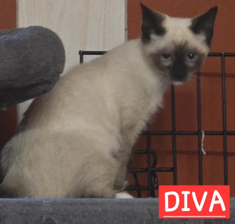 A baby small-sized female Siamese cat named Diva for adoption in Buhl, ID