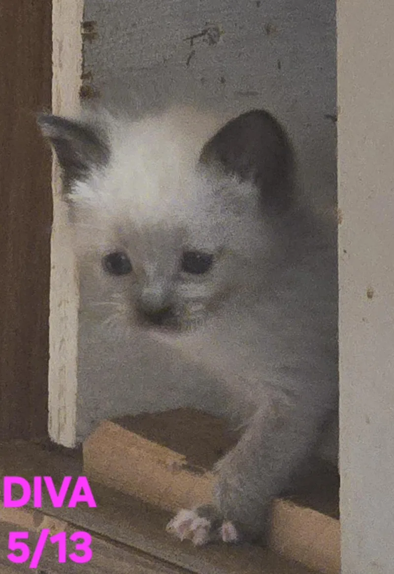 Diva thumbnail 4