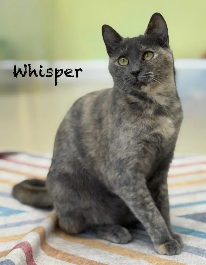 An adult medium-sized female Dilute Tortoiseshell Domestic Short Hair cat named Whisper for adoption in Pawleys Island, SC