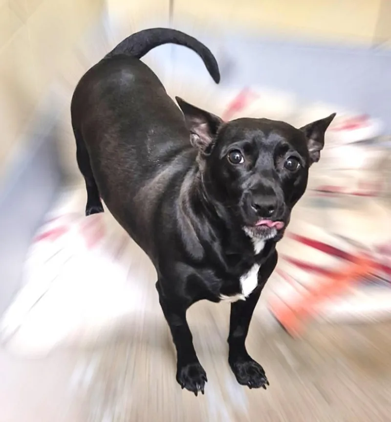 A young medium-sized female Chihuahua dog named Shakira for adoption in Houston, TX