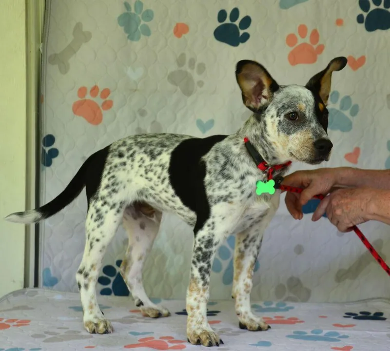 A baby medium-sized male Tricolor (Brown, Black, & White) Australian Cattle Dog / Blue Heeler dog named Cooper for adoption in Willingboro, NJ