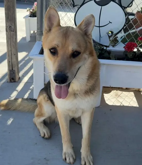 An adult extra large-sized male German Shepherd Dog dog named Donald for adoption in Castaic, CA