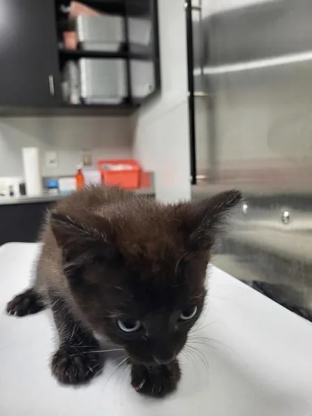 A baby small-sized male Domestic Short Hair cat named If Wyatt for adoption in Lawrenceville, GA