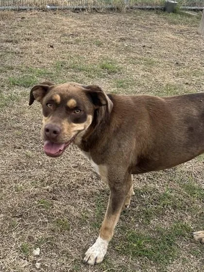 An adult medium-sized female Australian Shepherd dog named Nova B. for adoption in West Memphis, AR