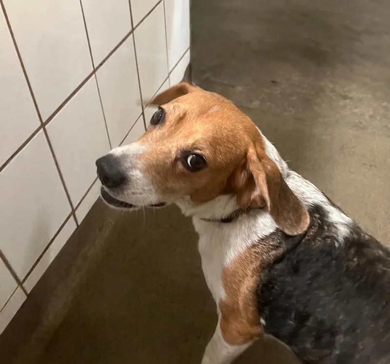 A senior small-sized female Tricolor (Brown, Black, & White) Beagle dog named Cleo for adoption in Boca Raton, FL