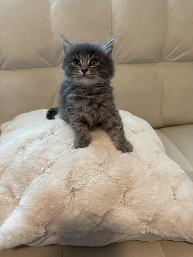 A baby small-sized male Domestic Long Hair cat named King for adoption in Lancaster, CA